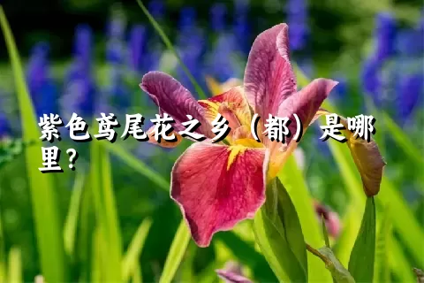 紫色鸢尾花之乡（都）是哪里？