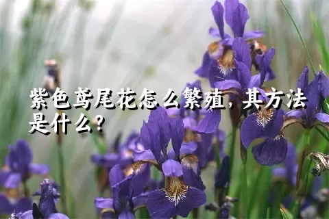 紫色鸢尾花怎么繁殖，其方法是什么？