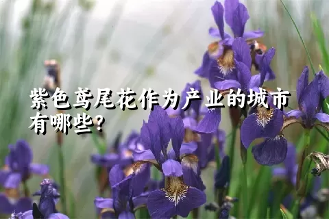 紫色鸢尾花作为产业的城市有哪些？