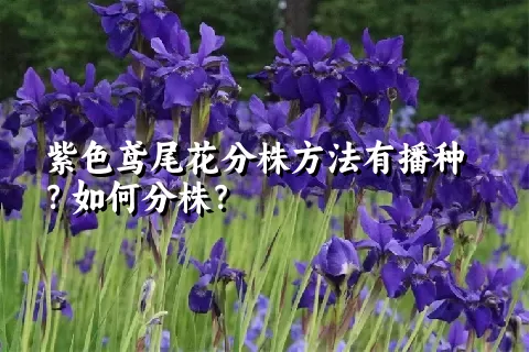 紫色鸢尾花分株方法有播种？如何分株？