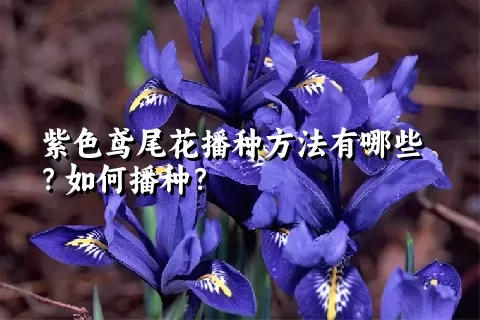 紫色鸢尾花播种方法有哪些？如何播种？