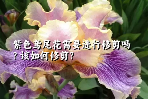 紫色鸢尾花需要进行修剪吗？该如何修剪？