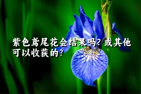 紫色鸢尾花会结果吗？或其他可以收获的？