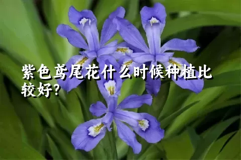 紫色鸢尾花什么时候种植比较好？