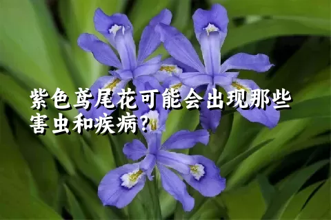 紫色鸢尾花可能会出现那些害虫和疾病？