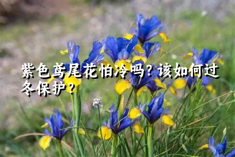 紫色鸢尾花怕冷吗？该如何过冬保护？