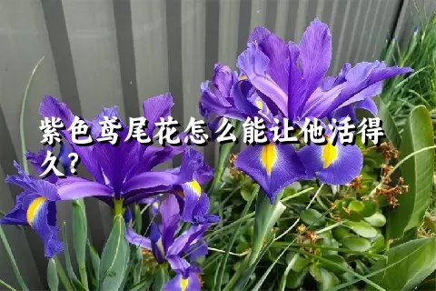 紫色鸢尾花怎么能让他活得久？