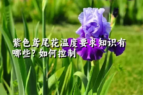 紫色鸢尾花温度要求知识有哪些？如何控制