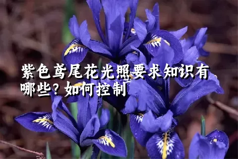 紫色鸢尾花光照要求知识有哪些？如何控制