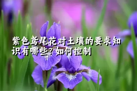 紫色鸢尾花对土壤的要求知识有哪些？如何控制