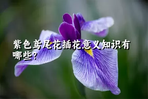 紫色鸢尾花插花意义知识有哪些？