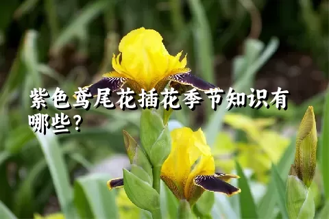 紫色鸢尾花插花季节知识有哪些？