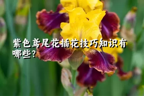 紫色鸢尾花插花技巧知识有哪些？