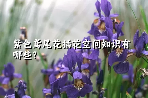 紫色鸢尾花插花空间知识有哪些？