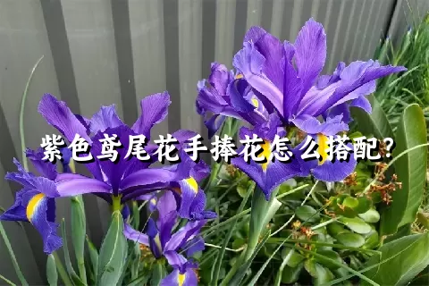 紫色鸢尾花手捧花怎么搭配？