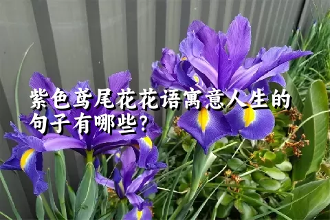 紫色鸢尾花花语寓意人生的句子有哪些？