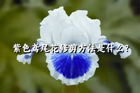 紫色鸢尾花修剪方法是什么？