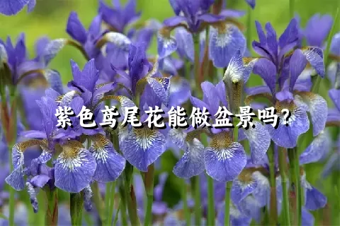 紫色鸢尾花能做盆景吗？