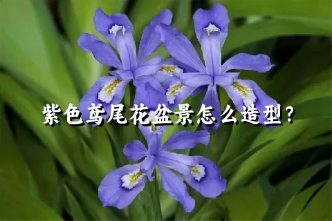 紫色鸢尾花盆景怎么造型？