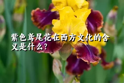 紫色鸢尾花在西方文化的含义是什么？