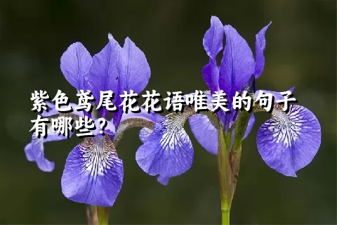 紫色鸢尾花花语唯美的句子有哪些？