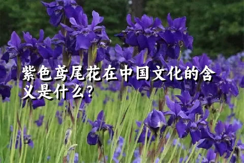 紫色鸢尾花在中国文化的含义是什么？