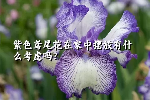 紫色鸢尾花在家中摆放有什么考虑吗？