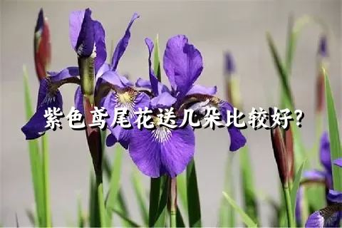 紫色鸢尾花送几朵比较好？