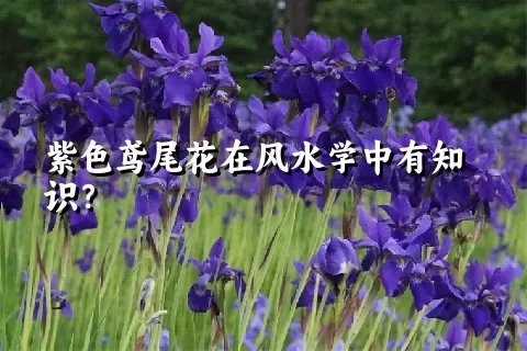 紫色鸢尾花在风水学中有知识？