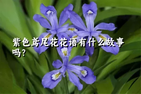 紫色鸢尾花花语有什么故事吗？