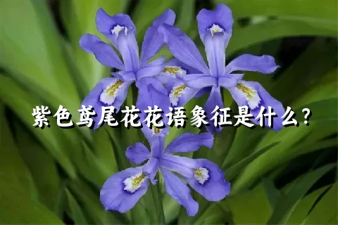 紫色鸢尾花花语象征是什么？