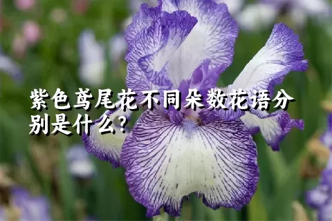 紫色鸢尾花不同朵数花语分别是什么？