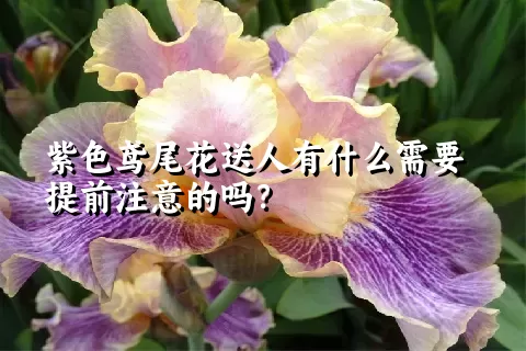 紫色鸢尾花送人有什么需要提前注意的吗？