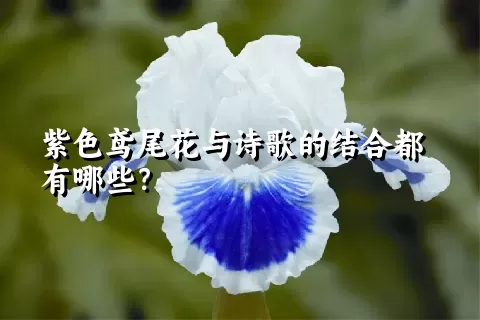 紫色鸢尾花与诗歌的结合都有哪些？