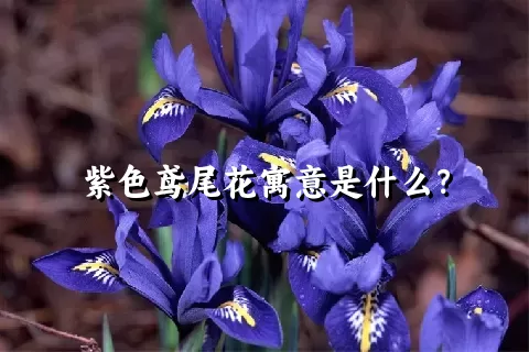 紫色鸢尾花寓意是什么？