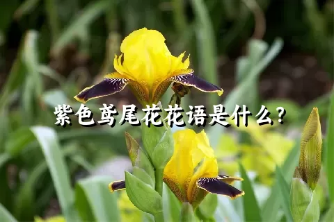 紫色鸢尾花花语是什么？