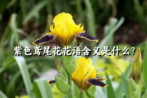 紫色鸢尾花花语含义是什么？