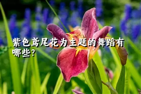 紫色鸢尾花为主题的舞蹈有哪些？