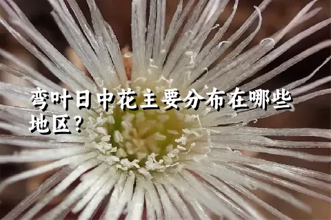 弯叶日中花主要分布在哪些地区？