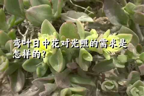 弯叶日中花对光照的需求是怎样的？