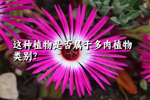 这种植物是否属于多肉植物类别？