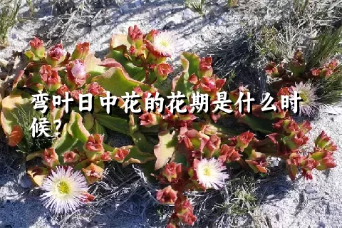 弯叶日中花的花期是什么时候？