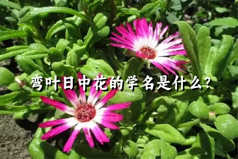 弯叶日中花的学名是什么？