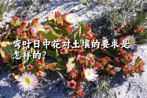 弯叶日中花对土壤的要求是怎样的？