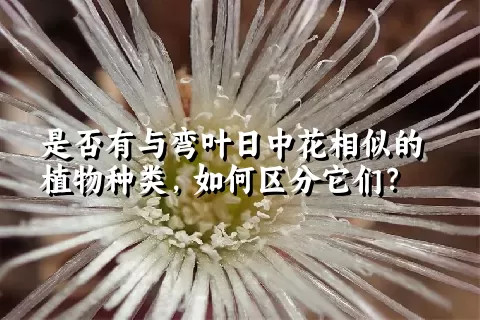 是否有与弯叶日中花相似的植物种类，如何区分它们？