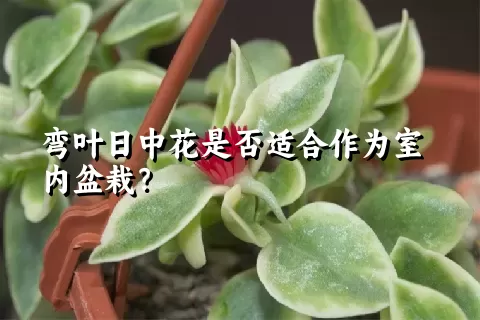 弯叶日中花是否适合作为室内盆栽？