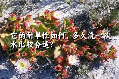 它的耐旱性如何，多久浇一次水比较合适？