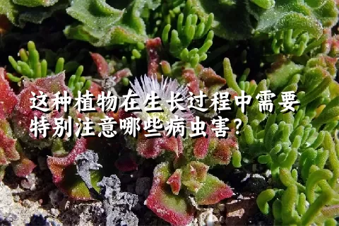 这种植物在生长过程中需要特别注意哪些病虫害？