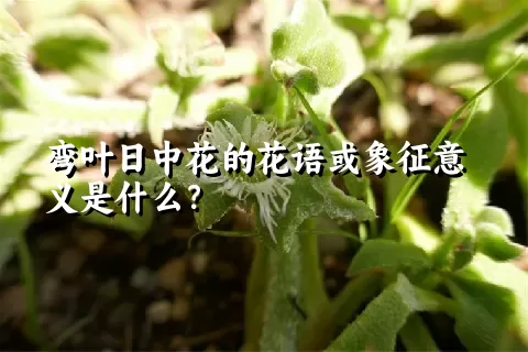 弯叶日中花的花语或象征意义是什么？