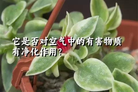 它是否对空气中的有害物质有净化作用？